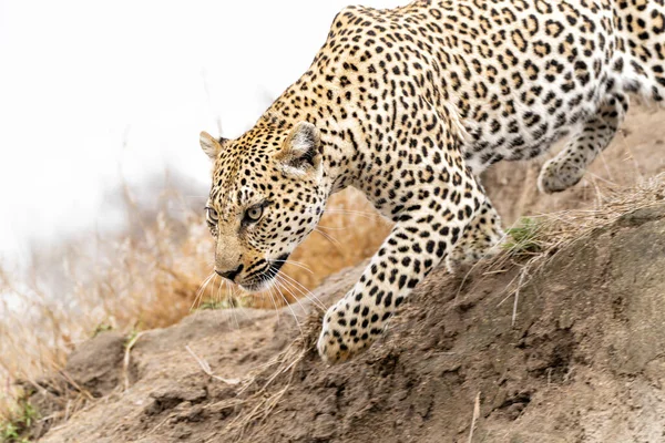 Panthera Pardus 암컷으로 남아프리카 공화국의 크루거 지역에 구역에서 먹이를 — 스톡 사진