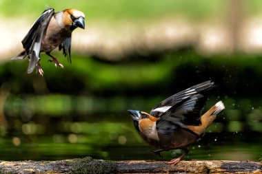  Hollanda 'daki Noord Brabant ormanında savaşan erkek ispinozlar (Coccothraustes coccothraustes).                                           
