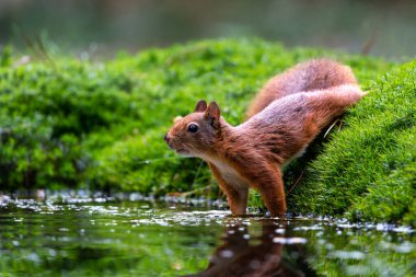 Hollanda 'daki ormanda yiyecek arayan Avrasya kızıl sincabı (Sciurus vulgaris).