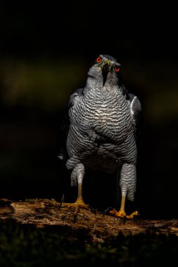 Hollanda 'nın Noord Brabant ormanında yiyecek arayan Kuzey Afrika Şahini (accipiter gentilis) siyah bir geçmişe sahip.       