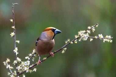 Hollanda 'nın Noord Brabant ormanında yiyecek arayan ispinoz (Coccothraustes coccothraustes). Karanlık arka plan. Boşluğu kopyala