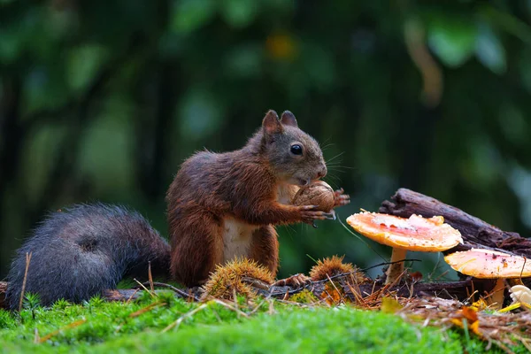 Eurasian Red Squirrel Sciurus Vulgaris Searching Food Forest Netherlands — Stock Photo, Image