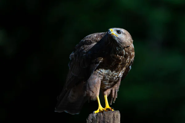 네덜란드의 노르드 브라반트 Noord Brabant 숲에서 먹이를 Common Buzzard Buteo — 스톡 사진