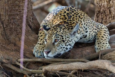 Brezilya 'da Mata Grosso' da Kuzey Pantanal 'daki Cuiaba Nehri' nin Chanel 'inde Jaguar (Panthera onca)