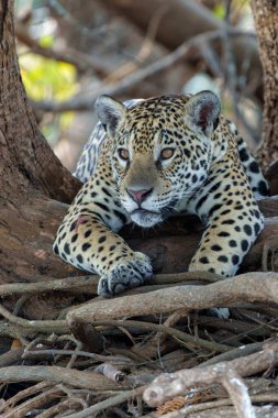 Brezilya 'da Mata Grosso' da Kuzey Pantanal 'daki Cuiaba Nehri' nin Chanel 'inde Jaguar (Panthera onca)