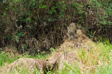 Brezilya 'da Mata Grosso' da Kuzey Pantanal 'daki Cuiaba Nehri' nin Chanel 'inde Jaguar (Panthera onca)