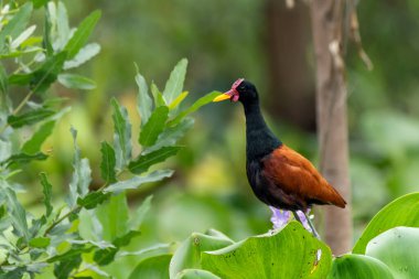 Kuzey Pantanal, Mato Grosso, Brezilya 'da yiyecek aramak için sardalya Jacana (Jacana jacana)