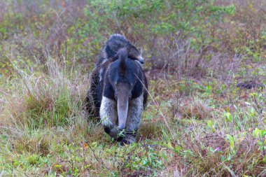 Giant Anteater, Myrmecophaga tridactyla, walking with a baby on her back on an open grassland in the North Pantanal in Brazil.