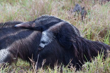 Giant Anteater, Myrmecophaga tridactyla, walking with a baby on her back on an open grassland in the North Pantanal in Brazil.