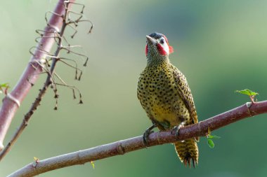  Kuzey Pantanal, Mato Grosso, Brezilya 'da bir dalda oturan yeşil çubuklu ağaçkakan (Colaptes melanochloros)