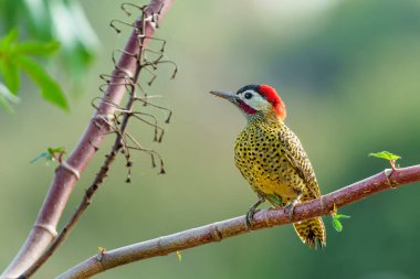  Kuzey Pantanal, Mato Grosso, Brezilya 'da bir dalda oturan yeşil çubuklu ağaçkakan (Colaptes melanochloros)