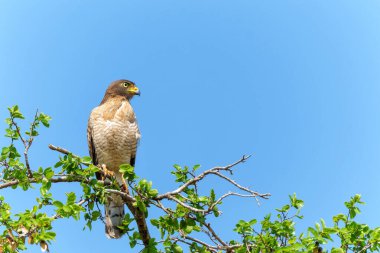 Yol kenarı şahini (Rupornis magnirostris), Brezilya 'nın Mato Grosso kentindeki Kuzey Pantanal' da bir ağacın tepesinde oturan nispeten küçük bir yırtıcı kuş türüdür.