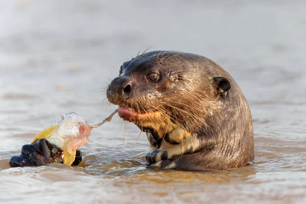 Giant River Otter Pteronura Brasiliensis Eating Fish Cuiaba River Porto — Stock Photo, Image