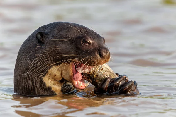 Giant River Otter Pteronura Brasiliensis Eating Fish Cuiaba River Porto — Stock Photo, Image