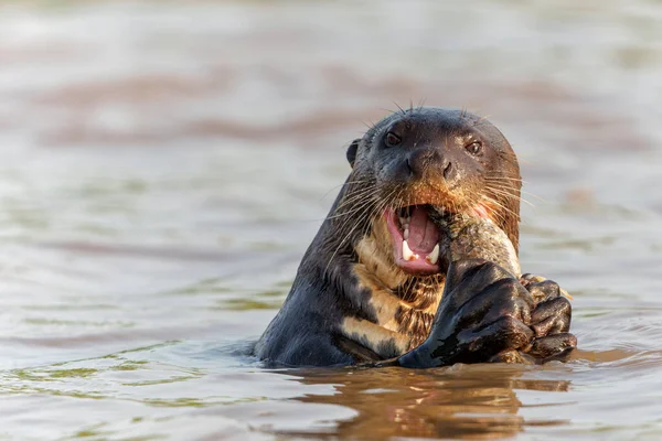 Otter Rio Gigante Pteronura Brasiliensis Comendo Peixe Rio Cuiabá Porto — Fotografia de Stock