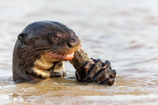Giant River Otter Pteronura Brasiliensis Die Een Vis Eet Aan — Stockfoto