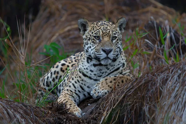 Jaguar Panthera Onca Aan Oever Van Rivier Een Kanaal Van — Stockfoto