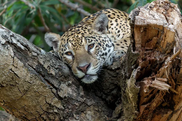 Jaguar Panthera Onca Folyó Partján Cuiaba Folyó Csatornájában Északi Pantanalban — Stock Fotó