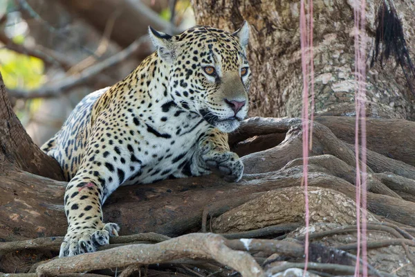 Jaguar Panthera Onca Brzegu Rzeki Kanale Rzeki Cuiaba Północnym Pantanalu — Zdjęcie stockowe