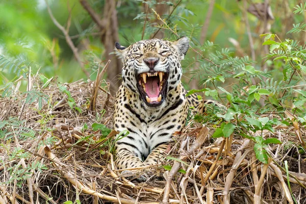 Jaguar Panthera Onca Riverbank Chanel Cuiaba River Northern Pantanal Mata — Stock Photo, Image