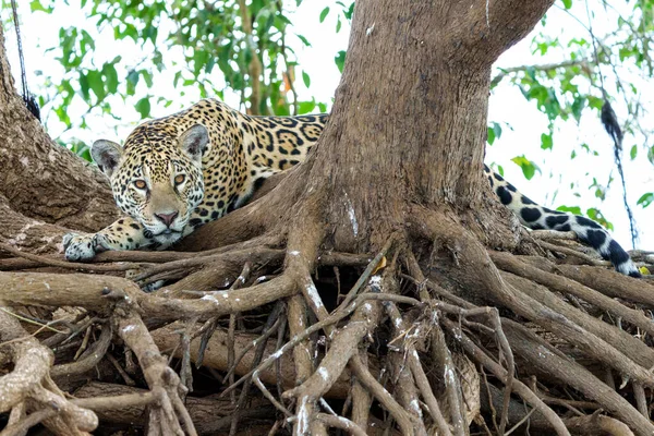 Jaguar Panthera Onca Riverbank Chanel Cuiaba River Northern Pantanal Mata — Stock Photo, Image