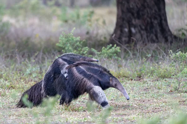 Giant Anteater Myrmecophaga Tridactyla Walking Baby Her Back Open Grassland — Stock fotografie