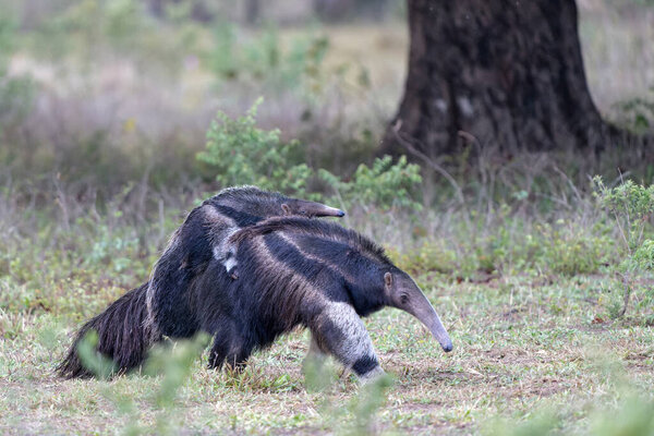Giant Anteater, Myrmecophaga tridactyla, walking with a baby on her back on an open grassland in the North Pantanal in Brazil.