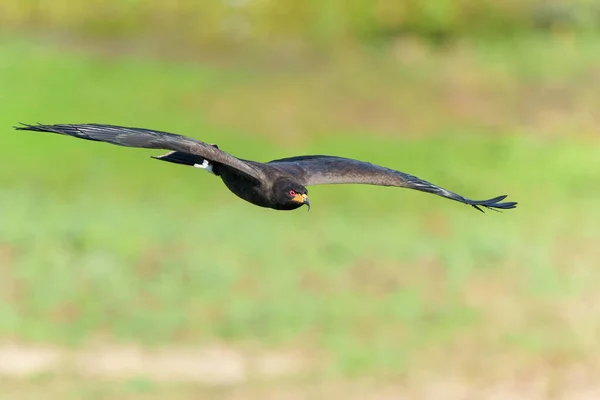 Salyangoz Uçurtması Rostrhamus Sosyetesi Kuzey Pantanal Uçan Erkek Mato Grosso — Stok fotoğraf