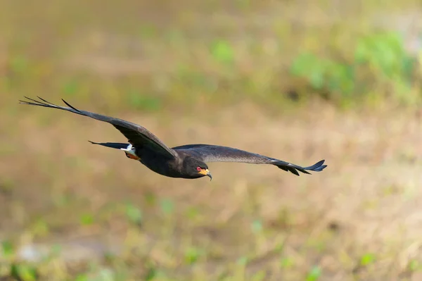 Snail Kite Rostrhamus Sociabilis Male Flying Northern Pantanal Mato Grosso — Stock Photo, Image