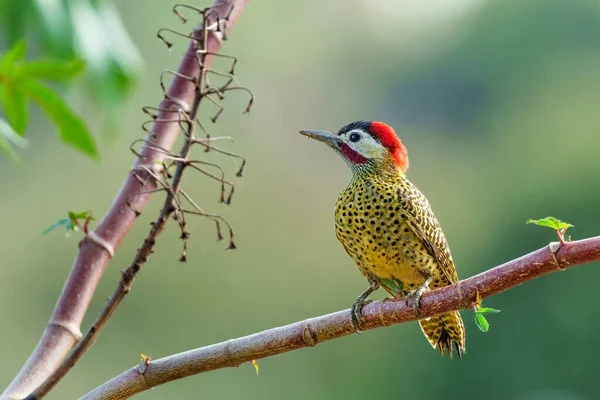 green-barred woodpecker or green-barred flicker (Colaptes melanochloros) sitting on a branch in the Northern Pantanal, Mato Grosso, Brazil
