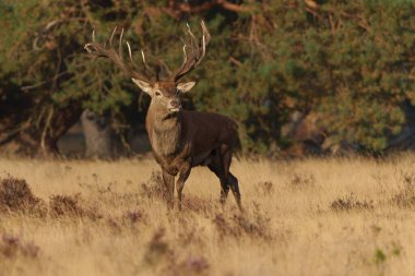 Hollanda 'daki Ulusal Park Hoge Veluwe ormanında çiftleşme mevsiminde dişileri etkilemeye çalışan kızıl geyik (Cervus elaphus).