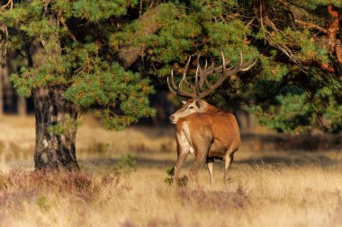 Hollanda 'daki Ulusal Park Hoge Veluwe ormanında çiftleşme mevsiminde dişileri etkilemeye çalışan kızıl geyik (Cervus elaphus).