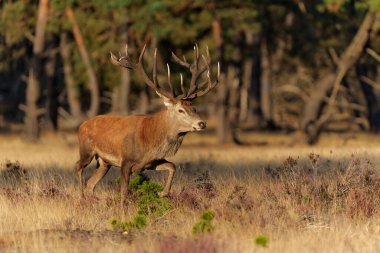 Hollanda 'daki Ulusal Park Hoge Veluwe ormanında çiftleşme mevsiminde dişileri etkilemeye çalışan kızıl geyik (Cervus elaphus).