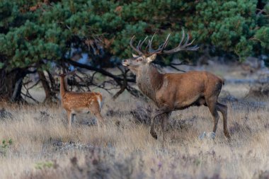 Hollanda 'daki Ulusal Park Hoge Veluwe ormanında çiftleşme mevsiminde dişileri etkilemeye çalışan kızıl geyik (Cervus elaphus).