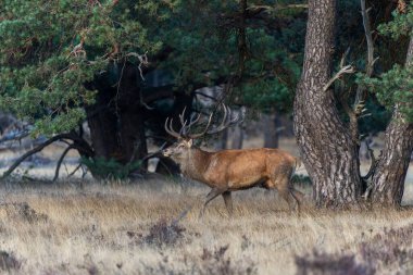 Hollanda 'daki Ulusal Park Hoge Veluwe ormanında çiftleşme mevsiminde dişileri etkilemeye çalışan kızıl geyik (Cervus elaphus).