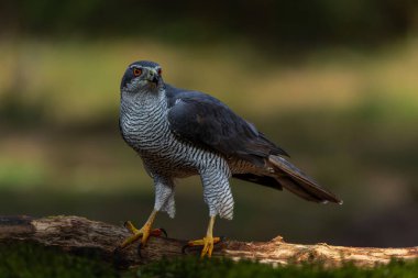 Hollanda 'nın Noord Brabant ormanında yiyecek arayan Kuzey Afrika Şahini (accipiter gentilis) siyah bir geçmişe sahip.