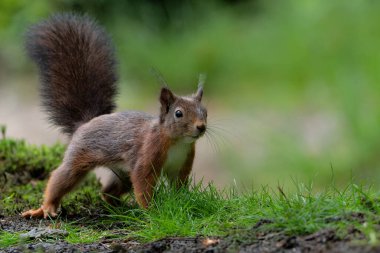 Hollanda 'daki ormanda yiyecek arayan Avrasya kızıl sincabı (Sciurus vulgaris).