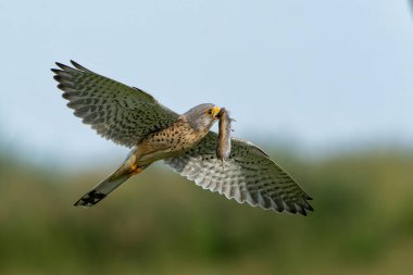 Hollanda 'daki çayırlardaki yavruları beslemek için bir avla birlikte uçan Kestrel (Falco innunculus)