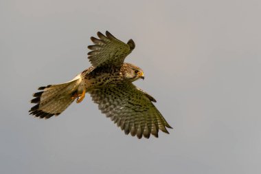 Hollanda 'daki çayırlarda uçan Kestrel (Falco innunculus)