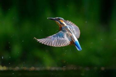 Hollanda 'daki ormanda balık avladıktan sonra ortak Kingfisher (Alcedo at this) uçar.