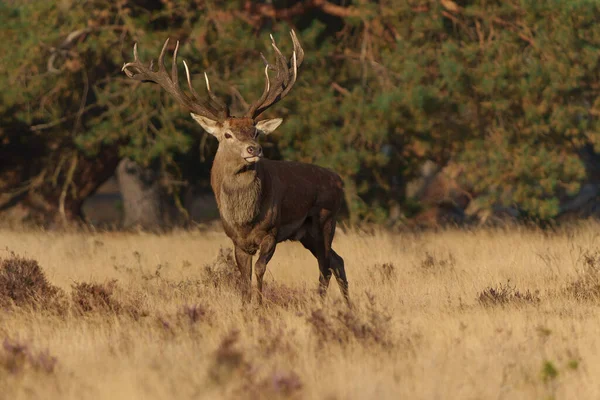 stock image Red deer (Cervus elaphus) stag trying to impress the females in the rutting season in the forest of National Park Hoge Veluwe in the Netherlands