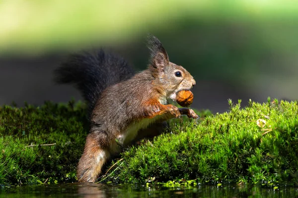 在荷兰森林里觅食的欧亚红松鼠 Sciurus Vulgaris — 图库照片