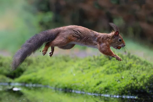 Ardilla Roja Euroasiática Sciurus Vulgaris Saltando Bosque Noord Brabant Los — Foto de Stock