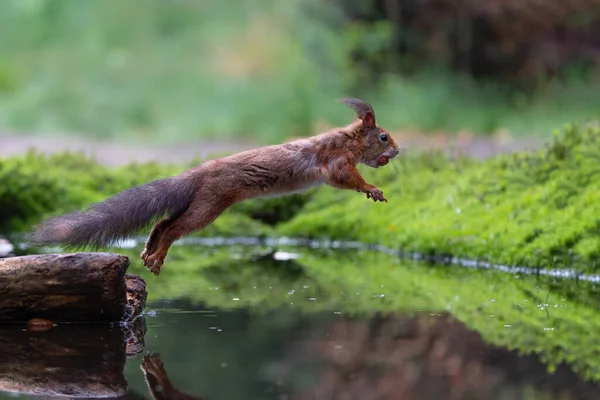 在荷兰的Noord Brabant森林里跳着欧亚红松鼠 Sciurus Vulgaris 绿色背景 — 图库照片
