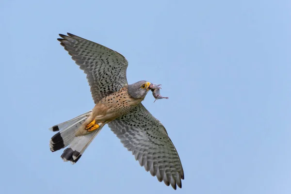 Kestrel Zwyczajny Falco Innunculus Lecący Ofiarą Aby Nakarmić Pisklęta Łąkach — Zdjęcie stockowe