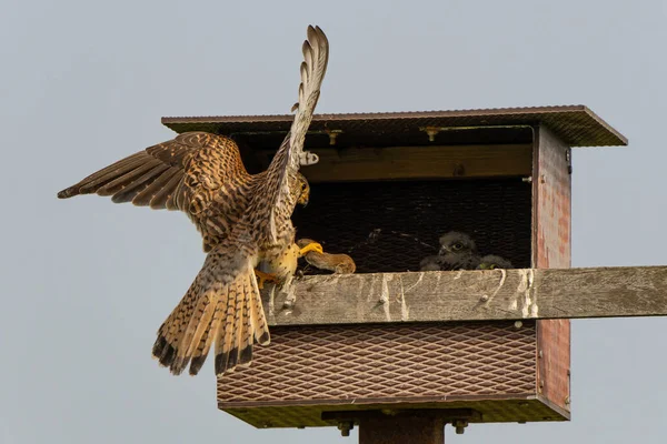 Kestrel Zwyczajny Falco Innunculus Karmi Młode Gnieździe Łąkach Holandii — Zdjęcie stockowe