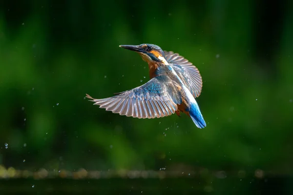 Közös Kingfisher Alcedo Atthis Elrepül Búvárkodás Után Halak Erdőben Hollandiában — Stock Fotó