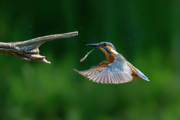 Common Kingfisher Alcedo Atthis Vola Dopo Immersioni Pesci Nella Foresta — Foto Stock