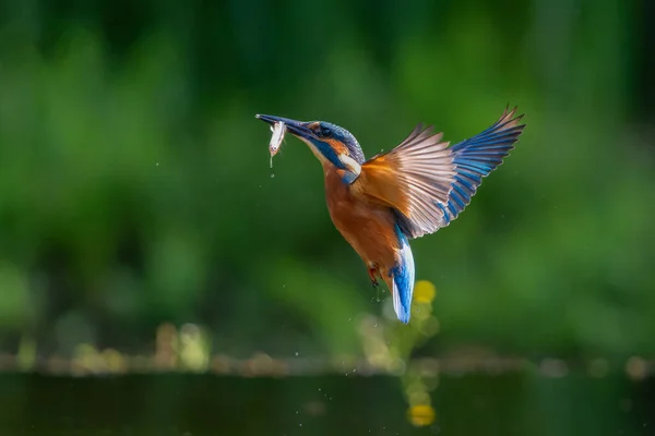 네덜란드의 속에서 물고기를 잡으려고 후날아가는 킹피셔 알케도 — 스톡 사진