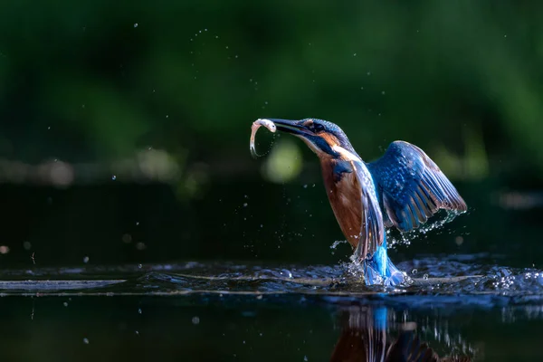 Kingfisher Comum Alcedo Atthis Voando Depois Mergulhar Para Peixes Floresta — Fotografia de Stock